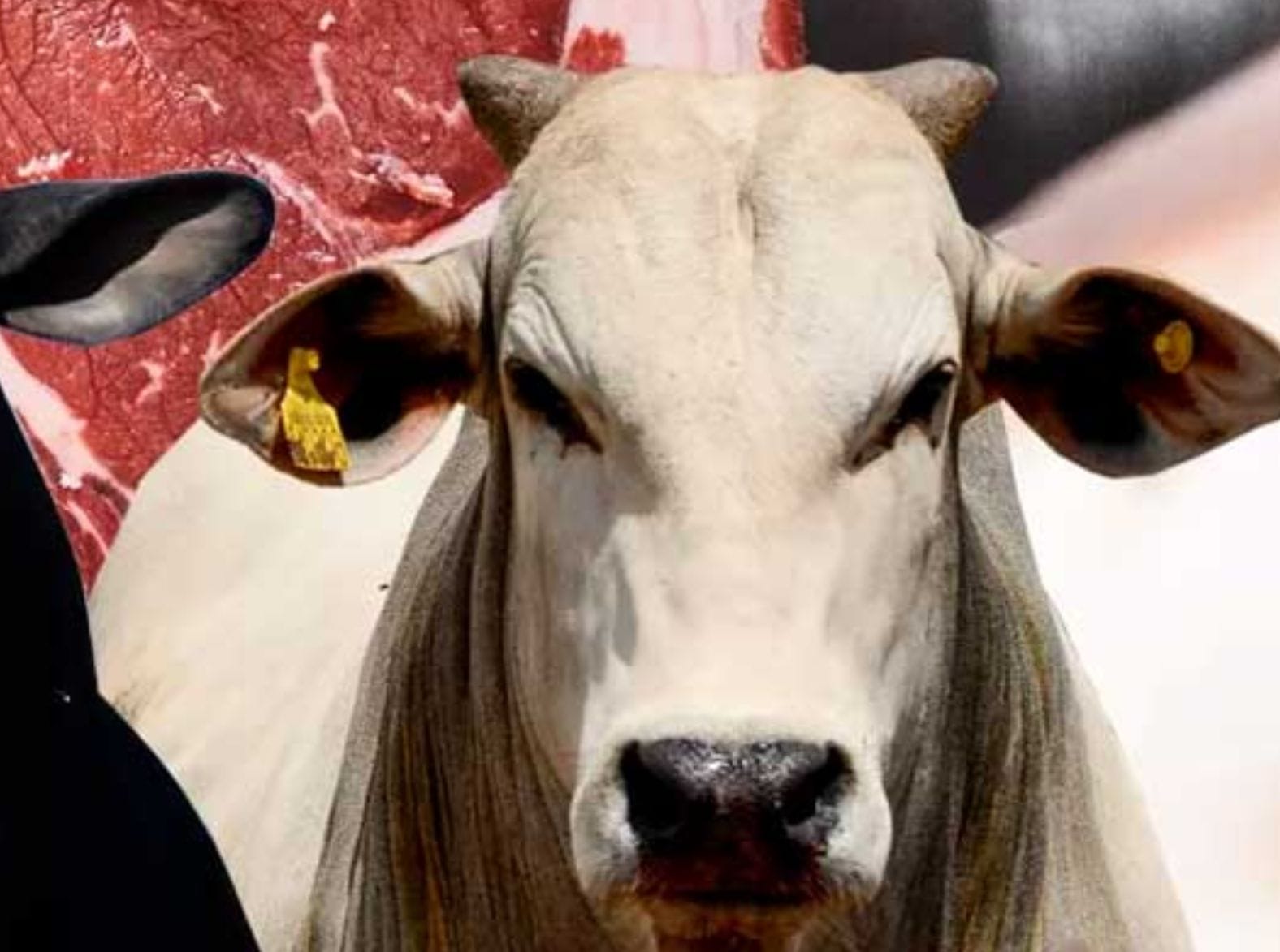 Brasil lidera exportações de carne bovina e projeta novos recordes para 2025