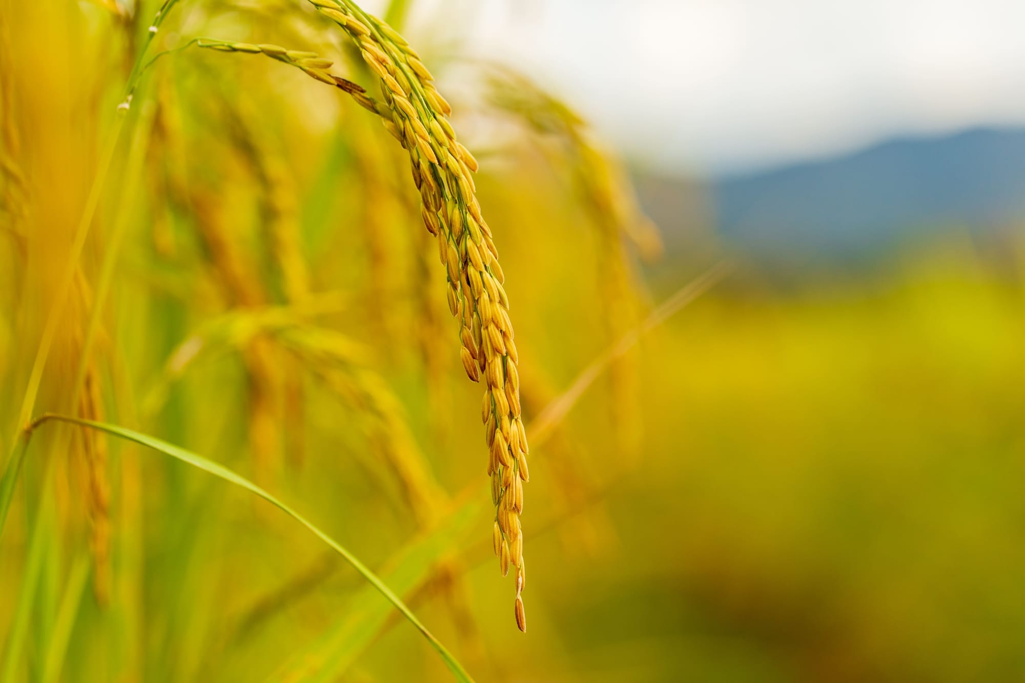 A força do agro no Pampa: Tecnologia e inovação na colheita de arroz