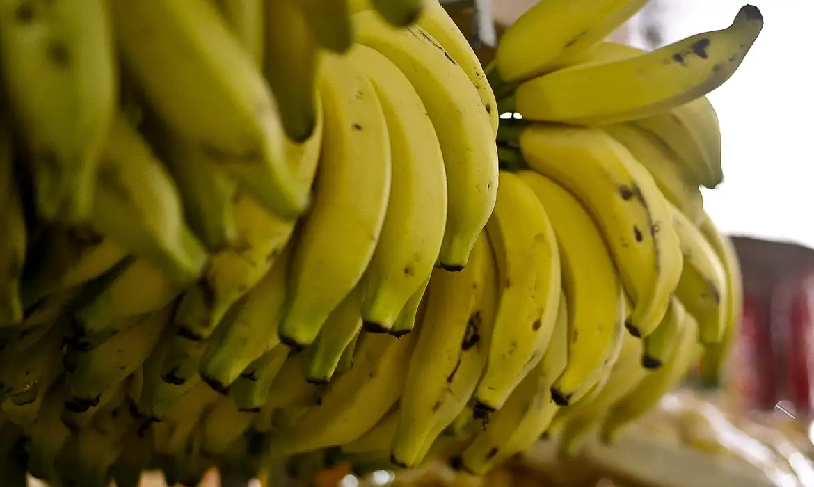 Produtor de bananas em Tangará da Serra alcança sucesso com suporte do Senar-MT