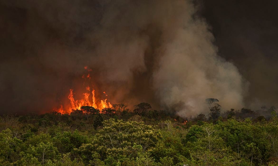 Brasil lidera perda florestal em 2024 com alta nos incêndios