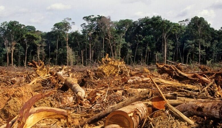 Desmatamento na Amazônia Legal avança 15% em 10 meses, aponta Imazon