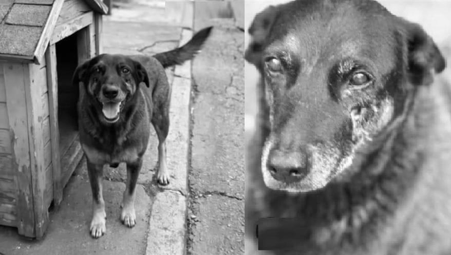 Caso cão Orelha: adolescentes matam animal a pauladas e pais são investigados por coação