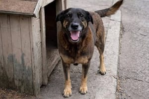 Crueldade contra cachorro Orelha causa indignação internacional
Caso ocorrido em Santa Catarina